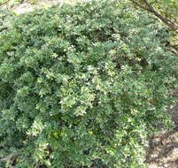 Image of Japanese holly