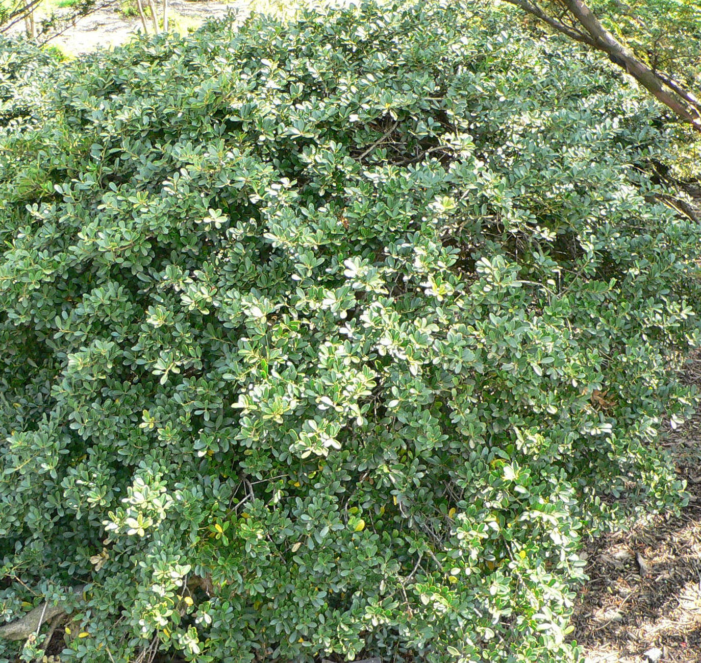 Image of Japanese holly