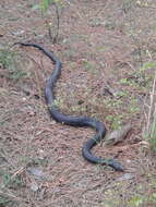 Image of Black pine snake