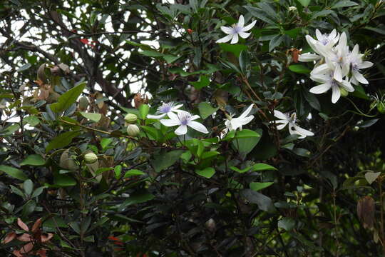 Imagem de Clematis akoensis Hayata