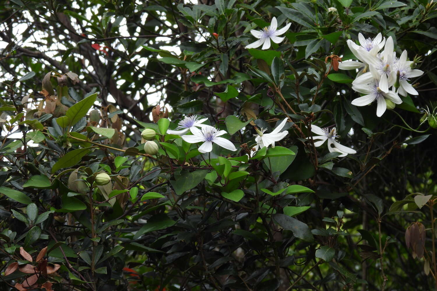 Image of Clematis akoensis Hayata