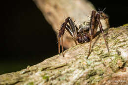 Image of Pararaneus perforatus (Thorell 1899)