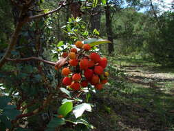 Arbutus xalapensis Kunth resmi