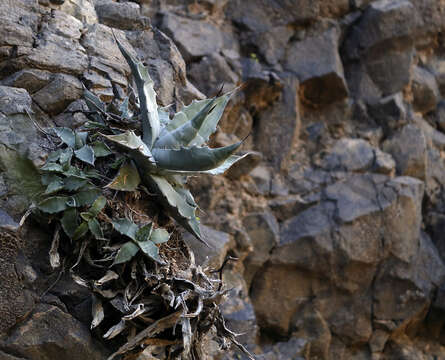 Слика од Agave sobria Brandegee