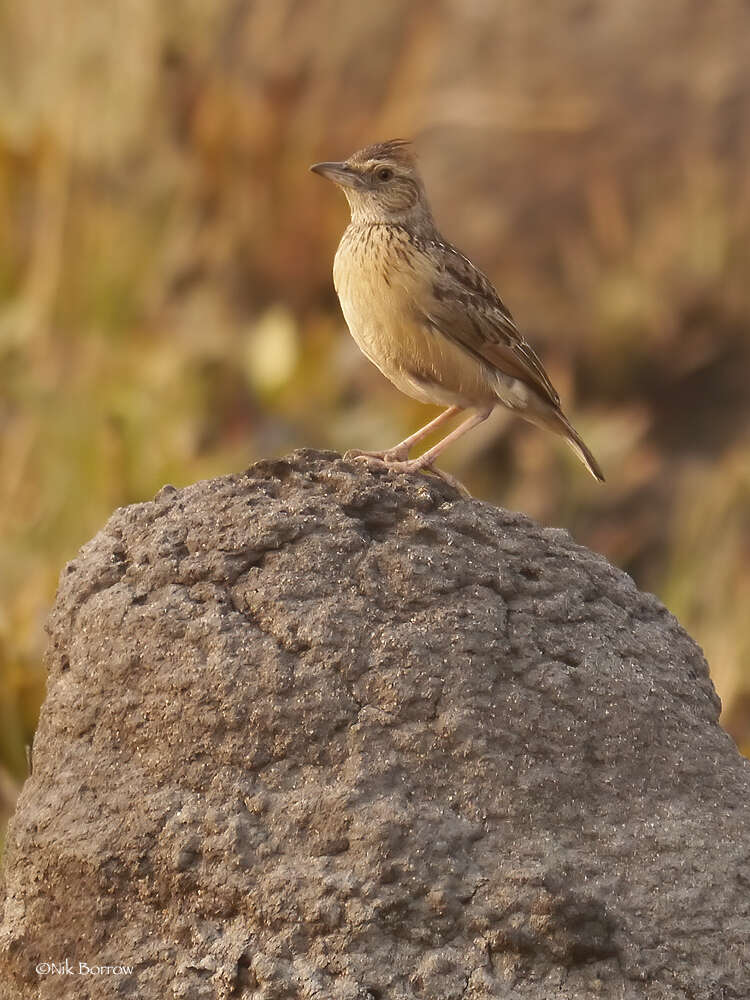 Image of Angola Lark