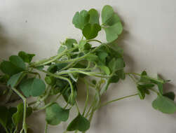 Image of Oxalis chnoodes A. Lourteig