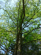 Image of dawn redwood