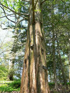 Image of dawn redwood