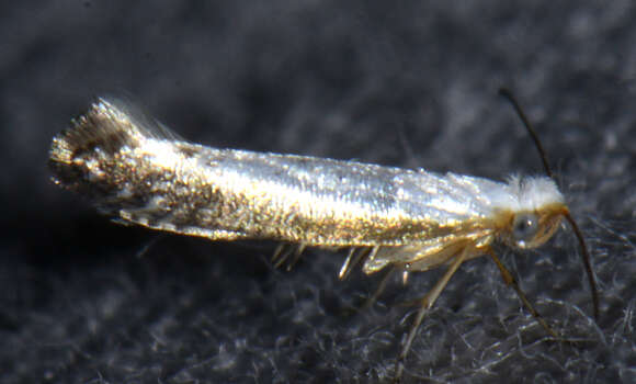 Image of Speckled Argyresthia