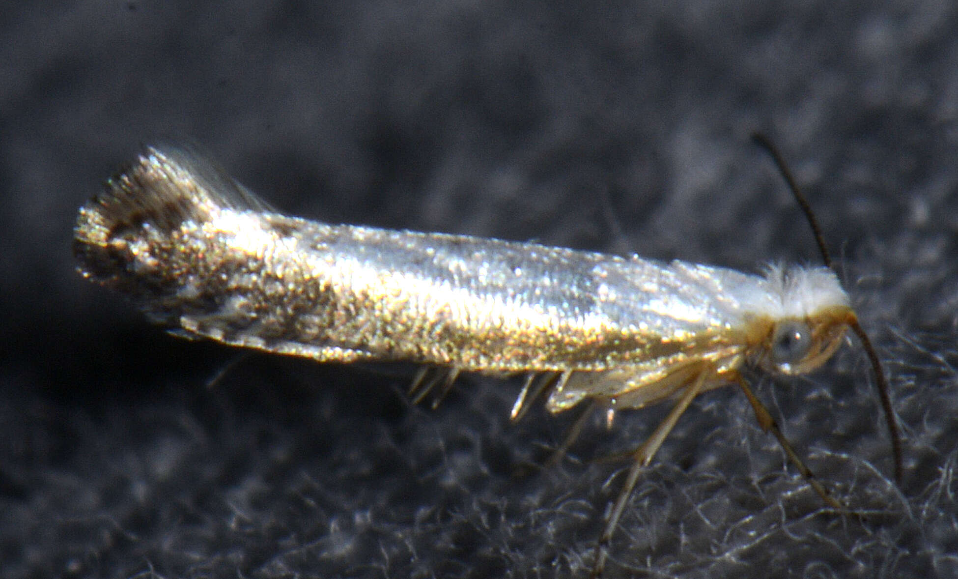 Image of Speckled Argyresthia