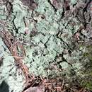 Image of dust lichen