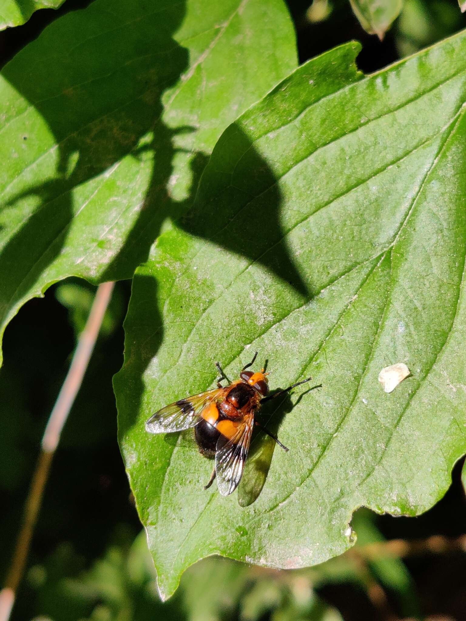 Image of Volucella inflata (Fabricius 1794)