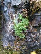 Image of Castle Crags bellflower