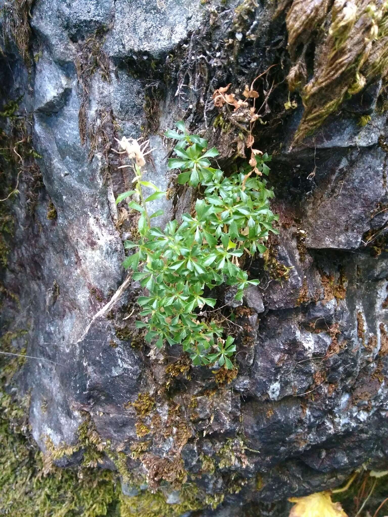 Image of Castle Crags bellflower