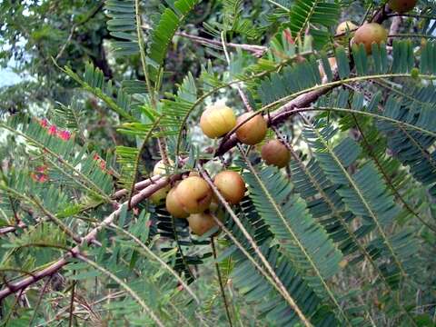 Plancia ëd Phyllanthus emblica L.