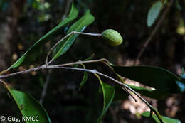 Image of Noronhia gracilipes H. Perrier