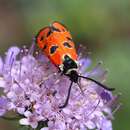 Image de Zygaena hilaris Ochsenheimer 1808