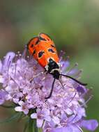 Image of Zygaena hilaris Ochsenheimer 1808