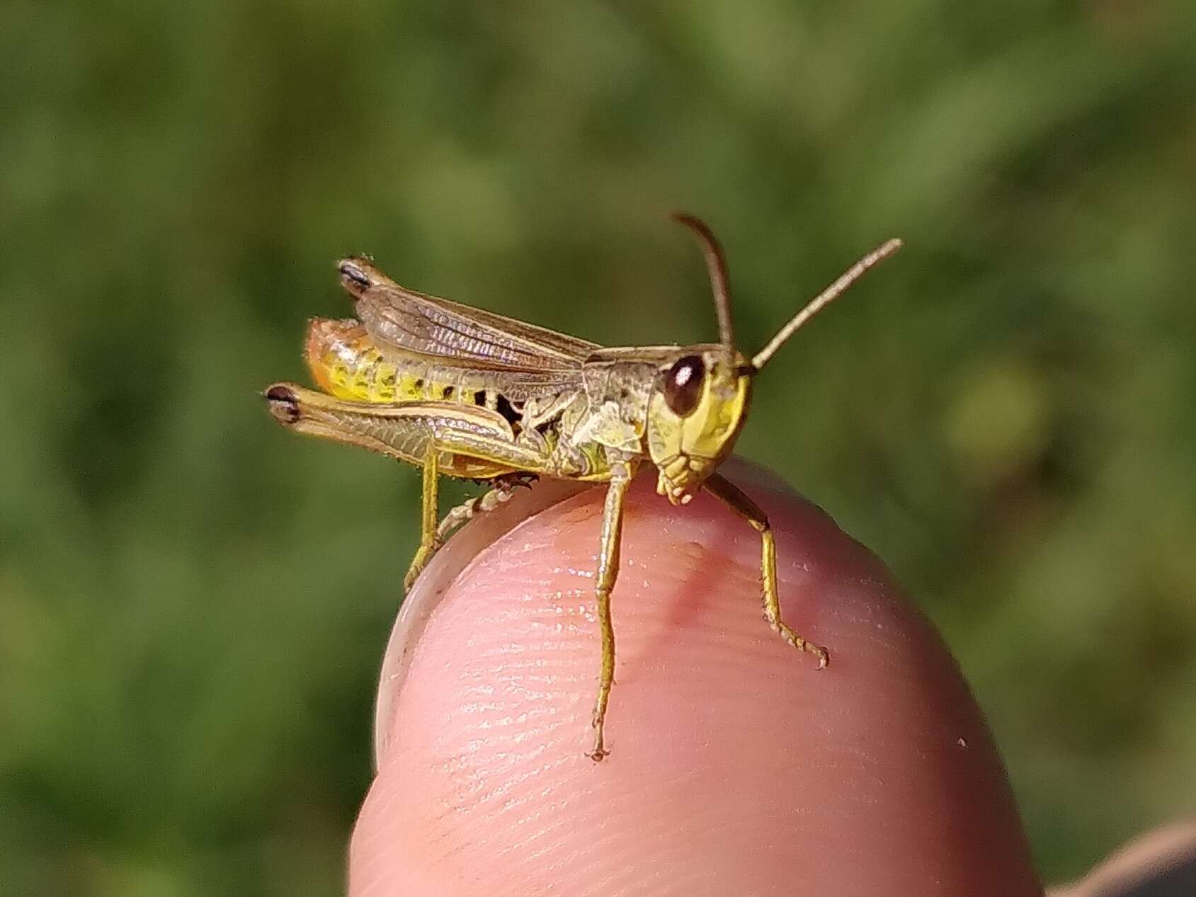 Pseudochorthippus resmi