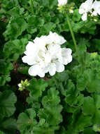 Imagem de Pelargonium hortorum Bailey