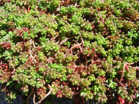 Image of White Stonecrop