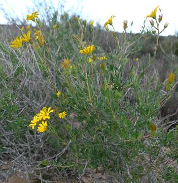 Image of Osteospermum grandiflorum DC.