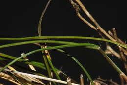 Image of Rytidosperma maculatum (Zotov) Connor & Edgar