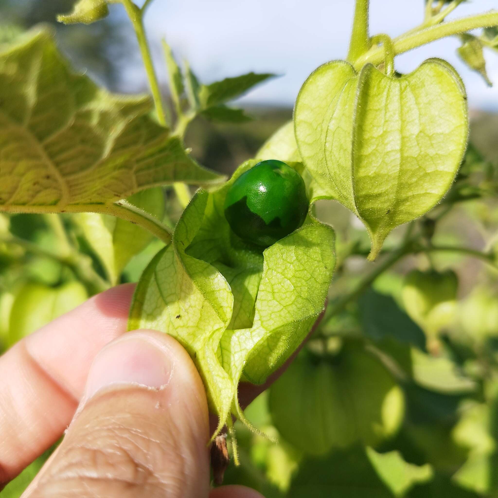 Plancia ëd Physalis nicandroides Schltdl.