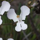 Image of Stylidium caricifolium Lindley