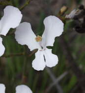 Image de Stylidium caricifolium Lindley