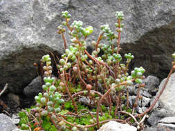 Image of Sedum brevifolium DC.