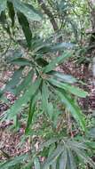 Imagem de Lithocarpus hancei (Benth.) Rehder