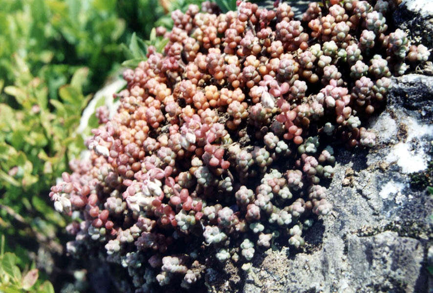 Image of Sedum brevifolium DC.