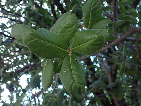 Sivun Diospyros californica (Brandegee) I. M. Johnst. kuva