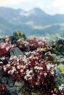 Image of Sedum brevifolium DC.