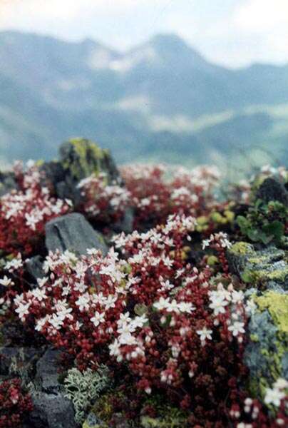 Image of Sedum brevifolium DC.