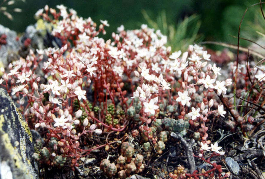 Image of Sedum brevifolium DC.