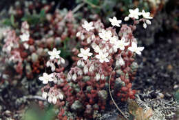 Image of Sedum brevifolium DC.