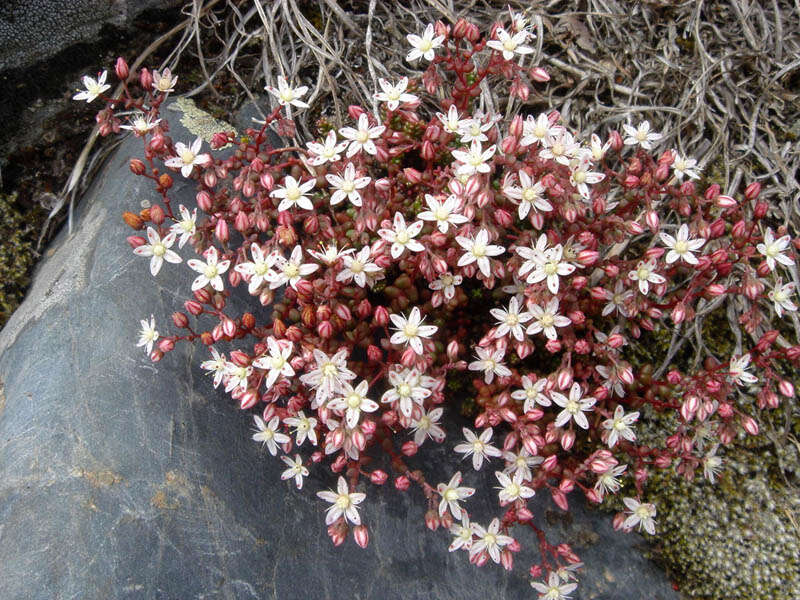 Image of Sedum brevifolium DC.