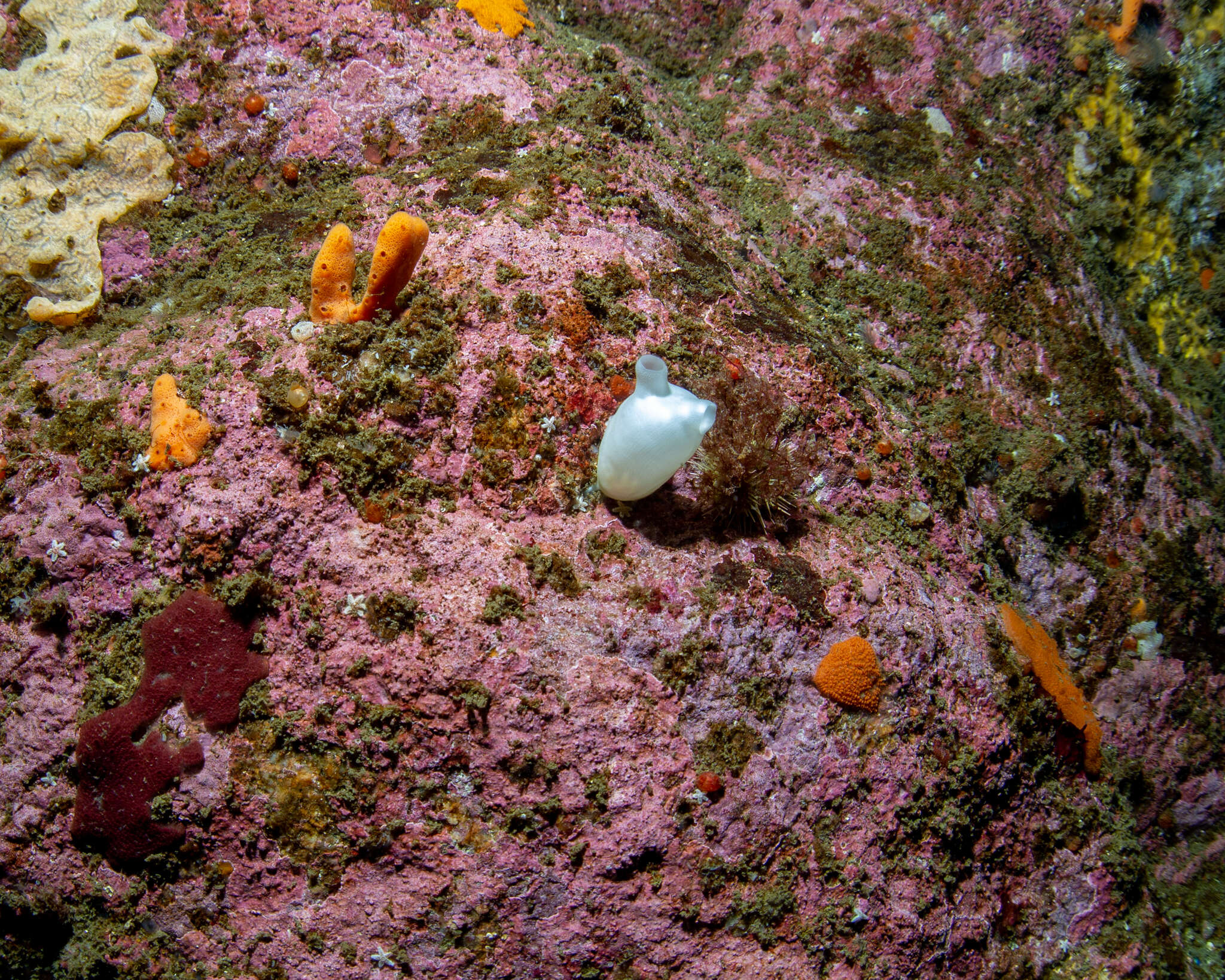Image of sea peach