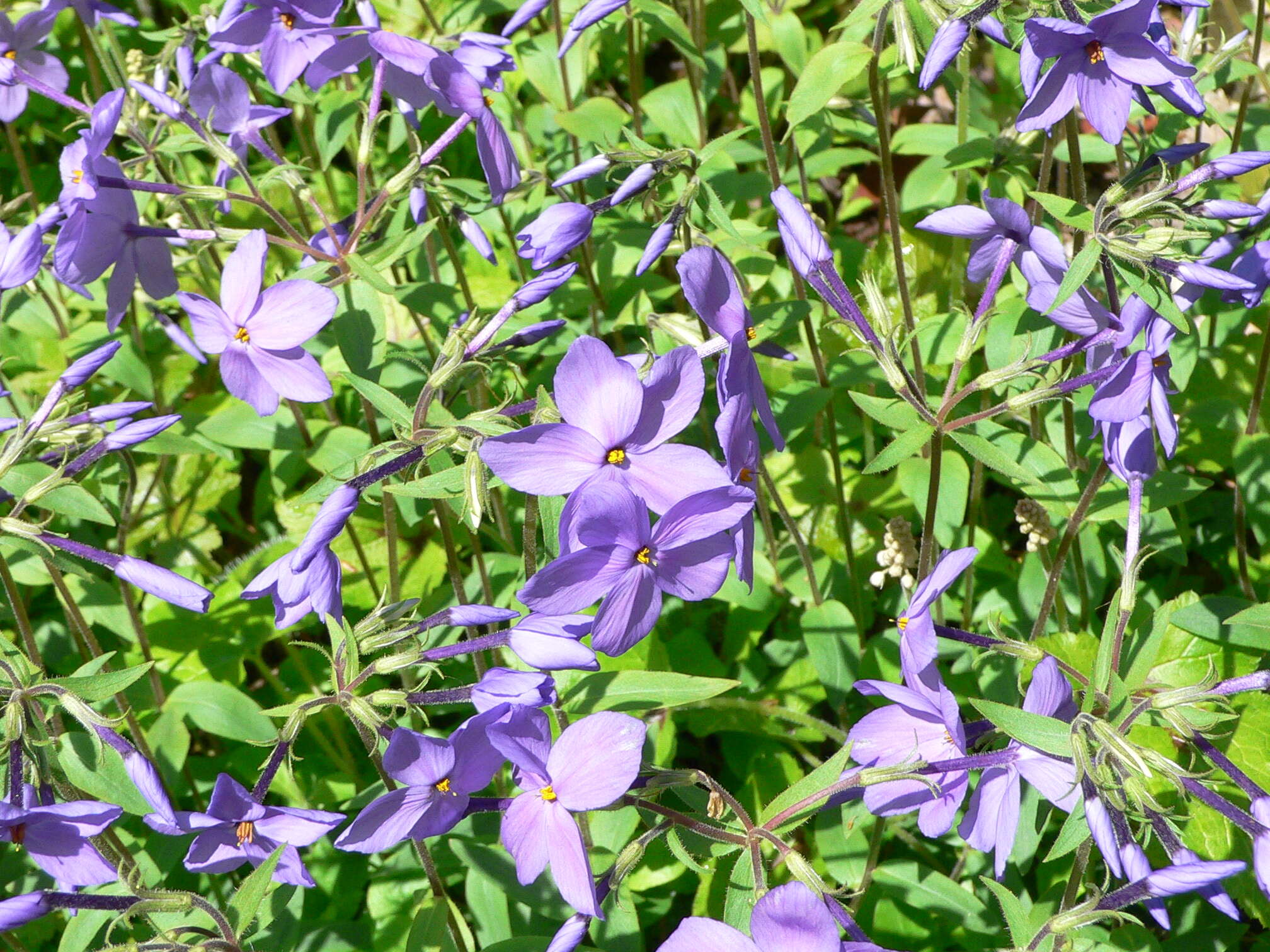 Image of creeping phlox