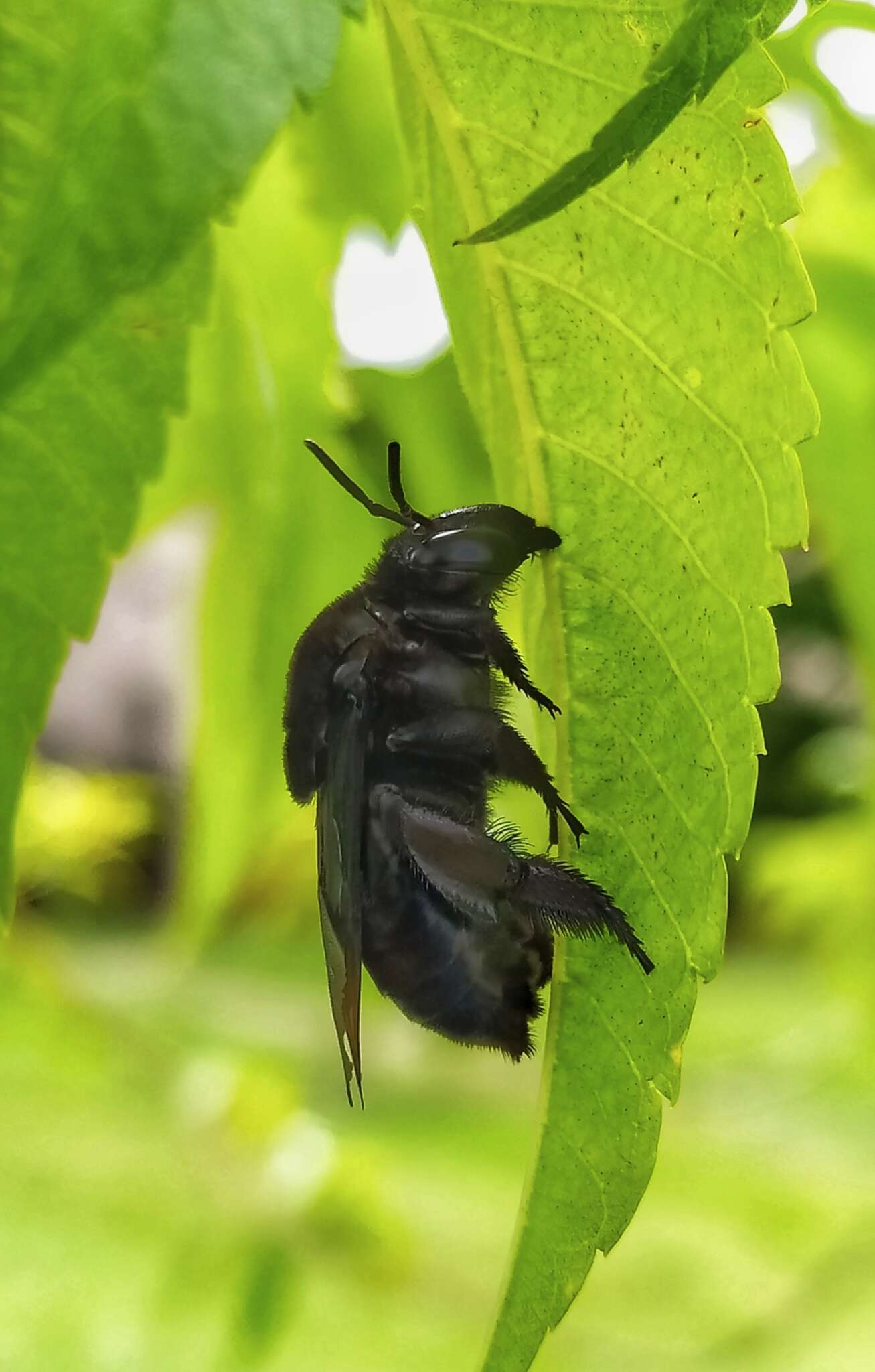 Image of Eulaema nigrita Lepeletier 1841