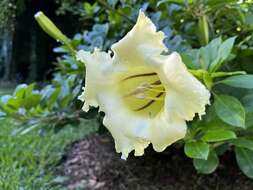 Imagem de Solandra longiflora (Britton & Wilson) Tussac