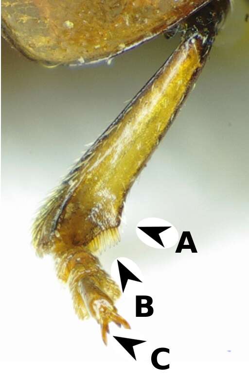 Image of Gonioctena fornicata