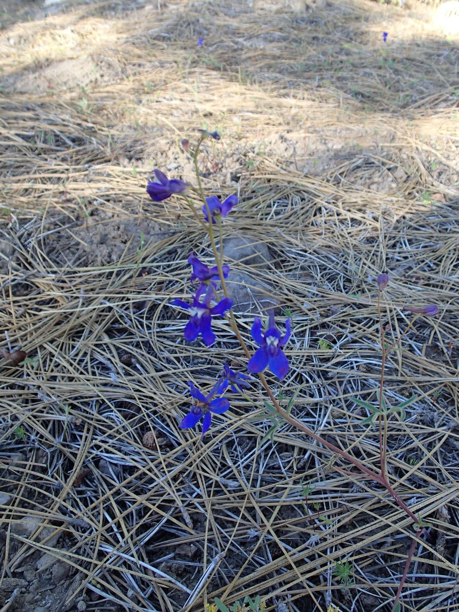 Image of slim larkspur