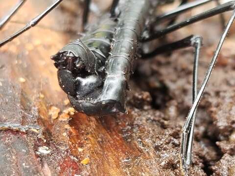 Image of Atratomorpha similia Conle, Hennemann & Gutiérrez 2011