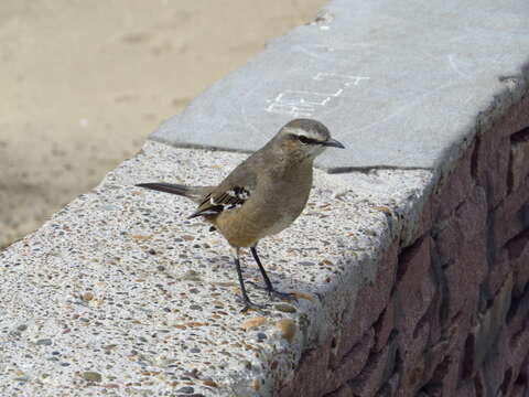 Image of Patagonian Mockingbird