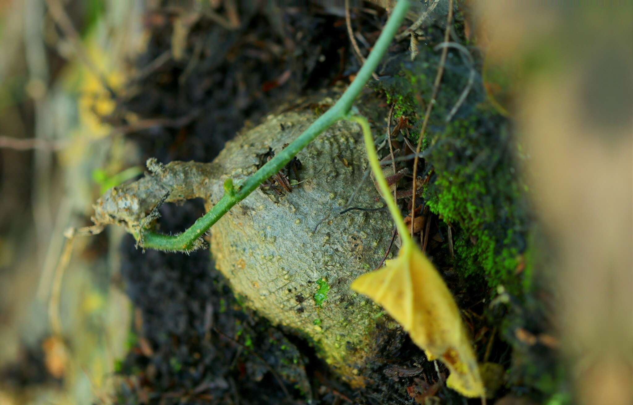 Image de Kedrostis africana (L.) Cogn.