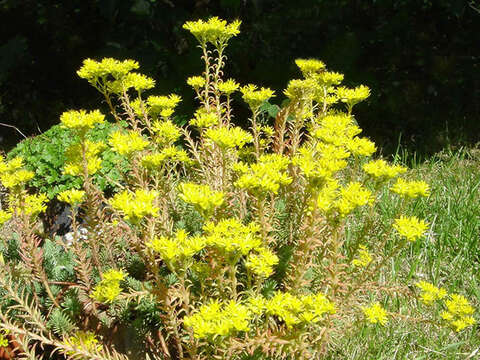 Слика од Petrosedum rupestre (L.) P. Heath