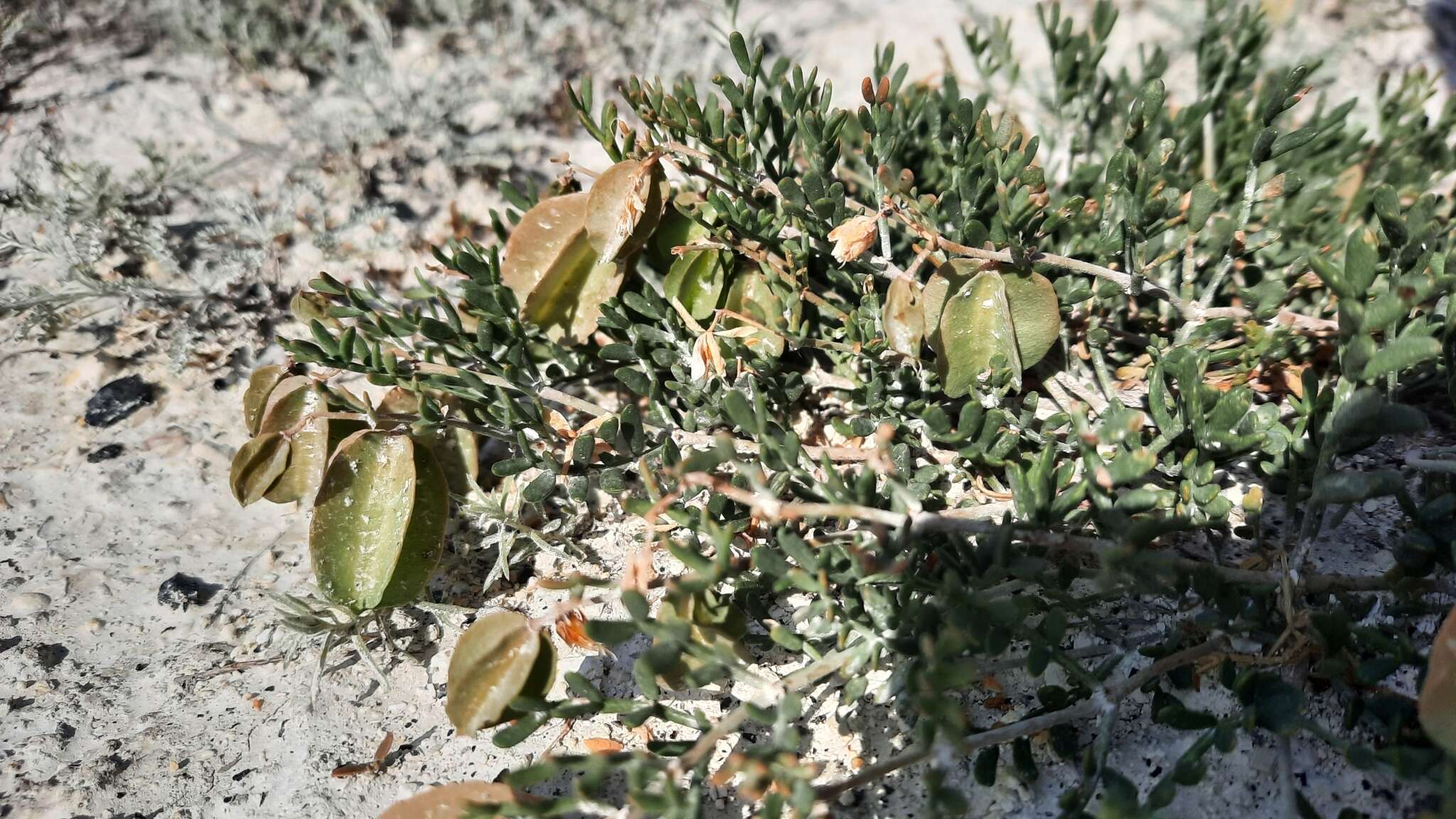 Image of Zygophyllum macropterum C. A. Mey.